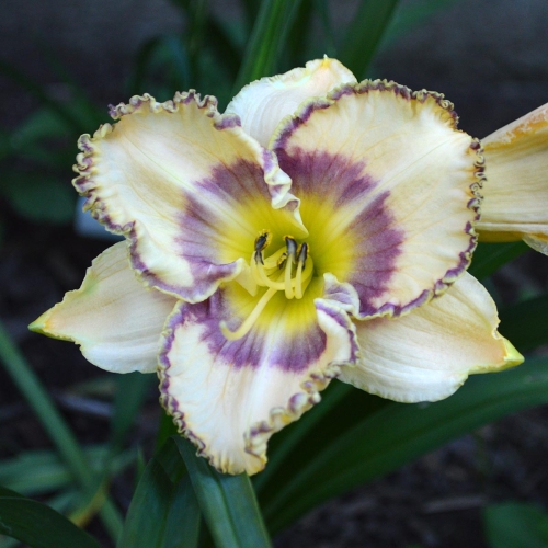 Daylily-To-Dye-For-1200x-DSC 0591