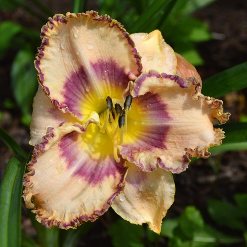 Daylily-To-Dye-For-1200x-DSC 0623