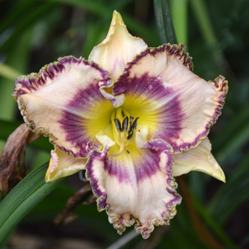 Daylily-To-Dye-For-1200x-DSC 0700