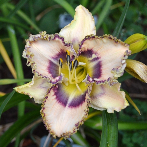 Daylily-To-Dye-for-1200x-DSC 0820