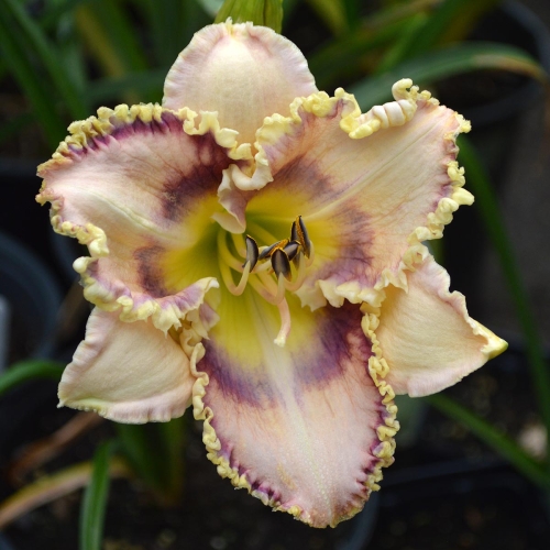 Daylily (Hemerocallis) Tooth Talk