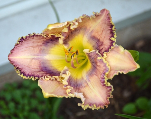 Daylily-Tooth-Talk-1200x-DSC 0410