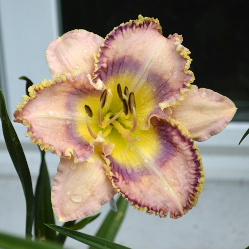 Daylily-Tooth-Talk-1200x-DSC 0635