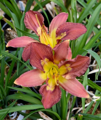 Daylily-Totem-And-Taboo-1200w-DSC 0937