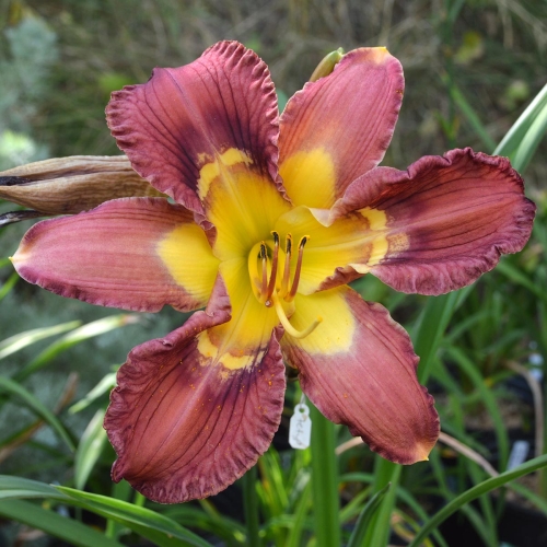 Daylily-Totem-And-Taboo-1200x-DSC 0006