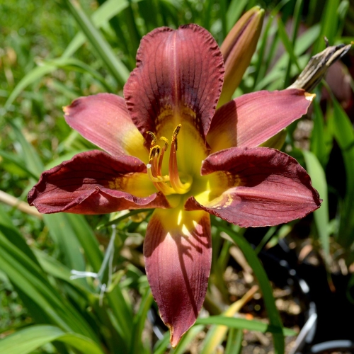 Daylily-Totem-And-Taboo-1200x-DSC 0020
