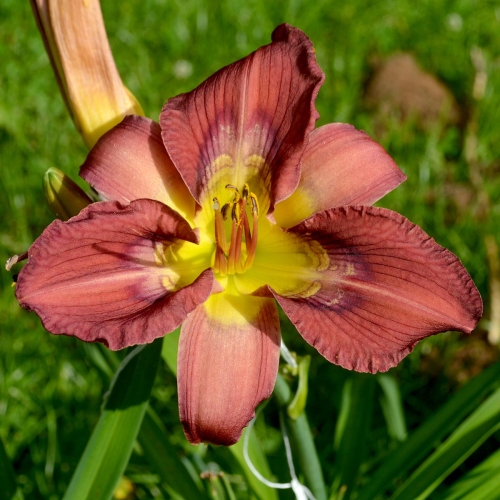 Daylily-Totem-And-Taboo-1200x-DSC 0035