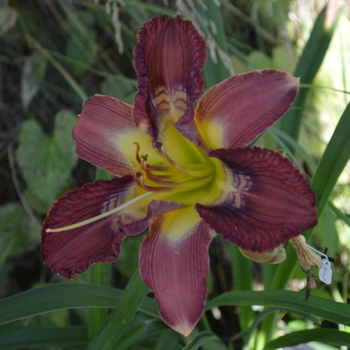 Daylily-Totem-And-Taboo-1200x-DSC 0185