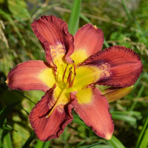 Daylily-Totem-And-Taboo-1200x-DSC 0186