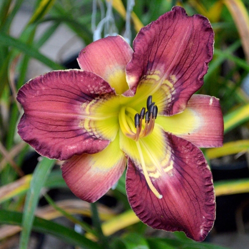 Daylily-Totem-And-Taboo-1200x-DSC 0211
