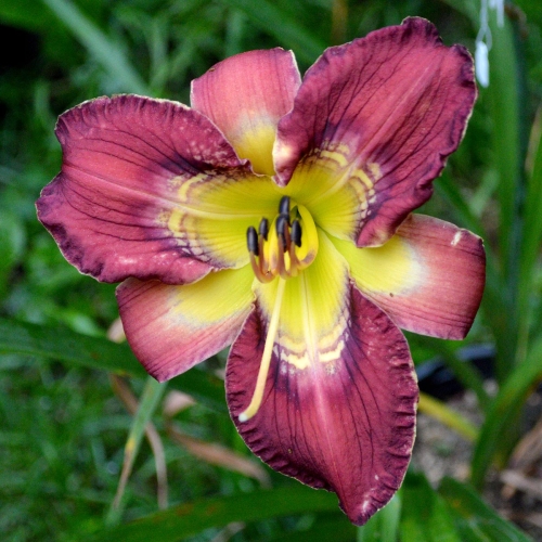 Daylily-Totem-And-Taboo-1200x-DSC 0215