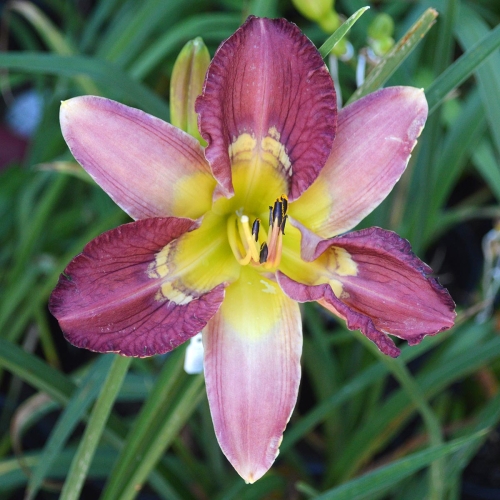 Daylily-Totem-And-Taboo-1200x-DSC 0525