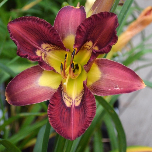Daylily-Totem-And-Taboo-1200x-DSC 0595