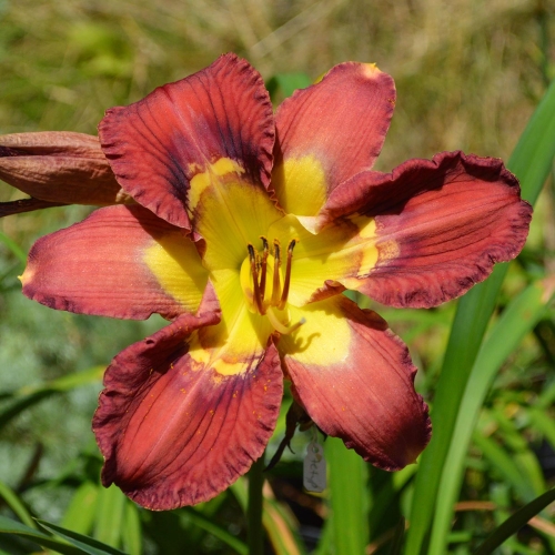 Daylily-Totem-And-Taboo-1200x-DSC 0676