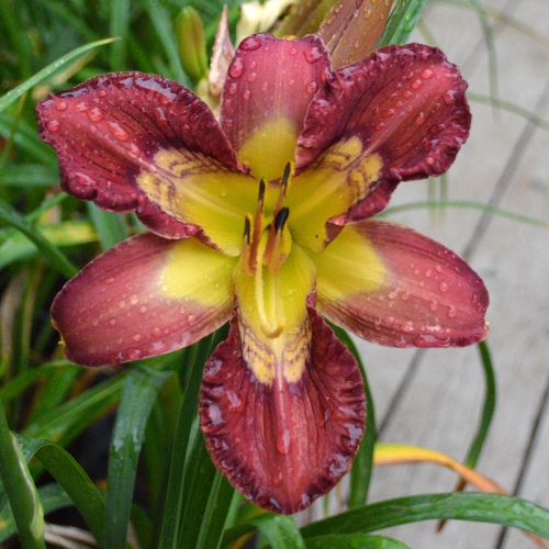 Daylily-Totem-And-Taboo-1200x-DSC 0686