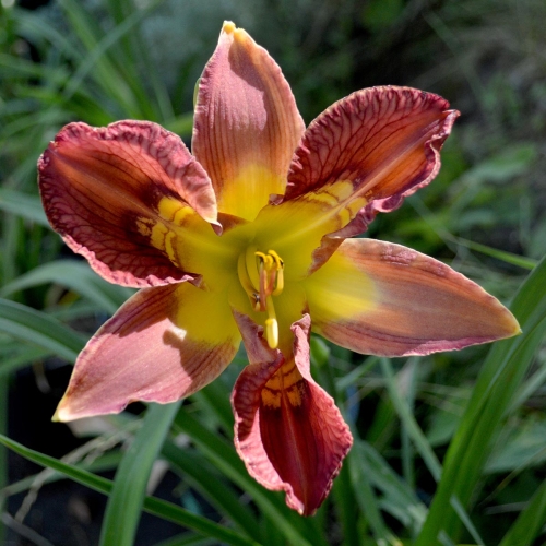 Daylily-Totem-And-Taboo-1200x-DSC 0712