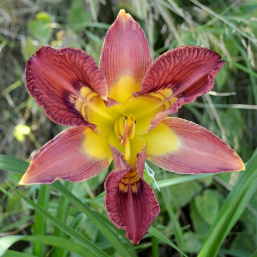 Daylily-Totem-And-Taboo-1200x-DSC 0715