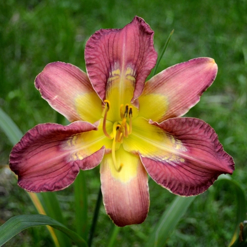 Daylily-Totem-And-Taboo-1200x-DSC 0795