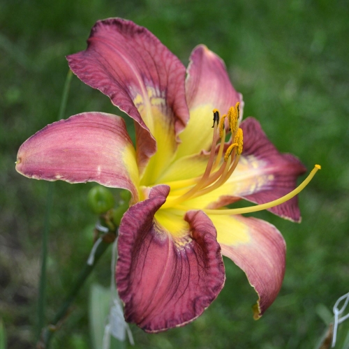 Daylily-Totem-And-Taboo-1200x-DSC 0798