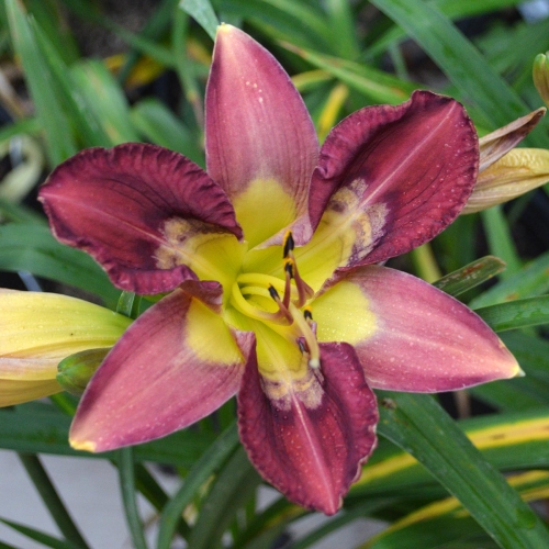 Daylily-Totem-And-Taboo-1200x-DSC 0833