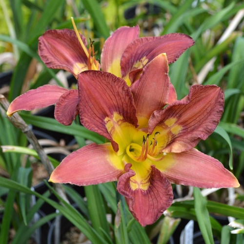 Daylily-Totem-And-Taboo-1200x-DSC 0941