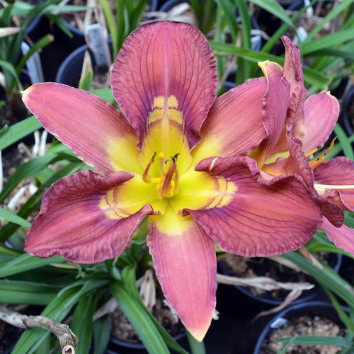 Daylily-Totem-And-Taboo-1200x-DSC 0949