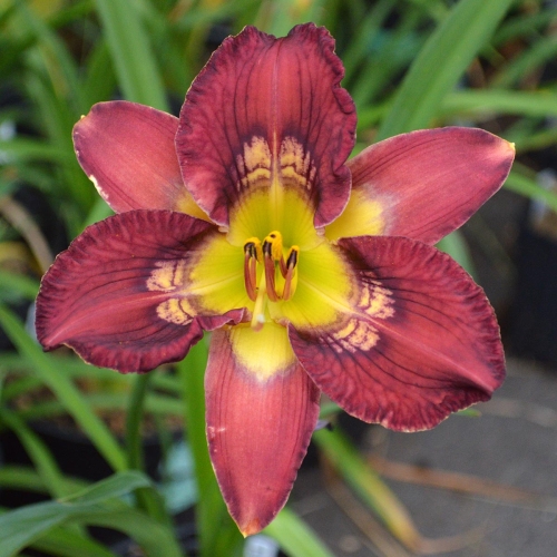 Daylily (Hemerocallis) Totem And Taboo