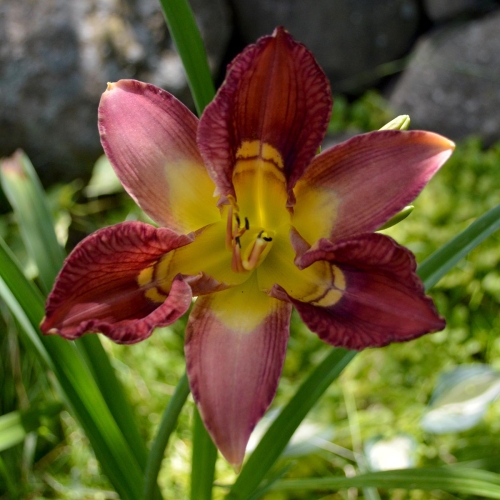 Daylily-Totem-and-Taboo-1200x-DSC 0353
