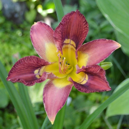 Daylily-Totem-and-Taboo-1200x-DSC 0357