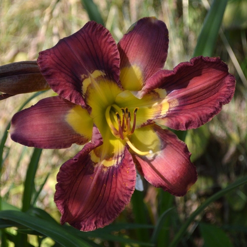 Daylily-Totem-and-Taboo-1200x-DSC 0664