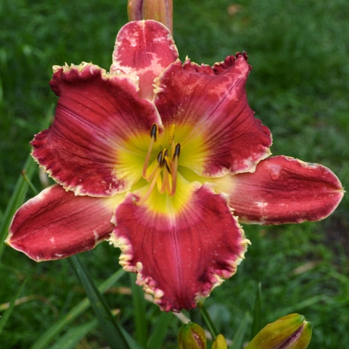 Daylily-Transylvanian-Tango-1200x-DSC 0118