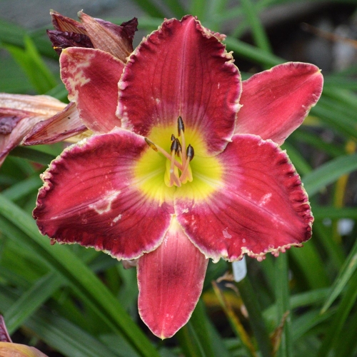 Daylily-Transylvanian-Tango-1200x-DSC 0592