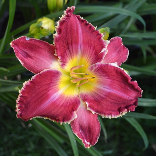Daylily (Hemerocallis) Transylvanian Tango