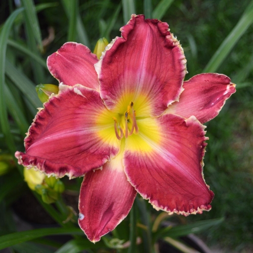 Daylily-Transylvanian-Tango-1200x-DSC 0962
