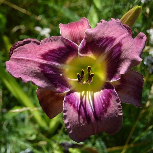 Daylily-Upgrade-1200x-DSC 0362