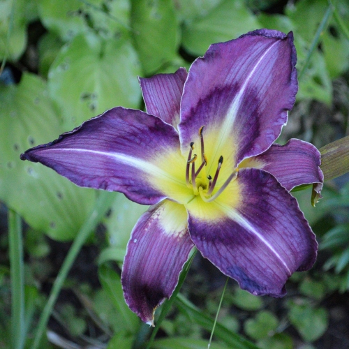 Daylily-Upgrade-1200x-DSC 0426