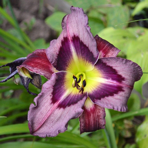 Daylily-Upgrade-1200x-DSC 0574