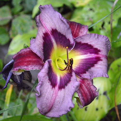 Daylily-Upgrade-1200x-DSC 0727