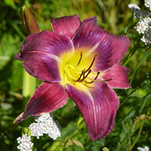 Daylily-Upgrade-1200x-DSC 0941