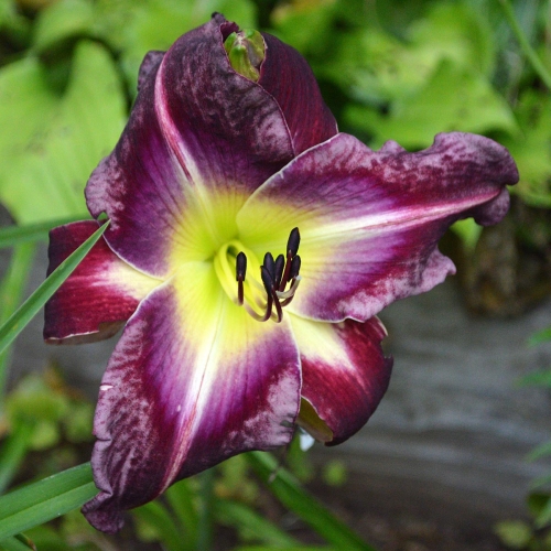 Daylily-Upgrade-1200x-DSC 0952