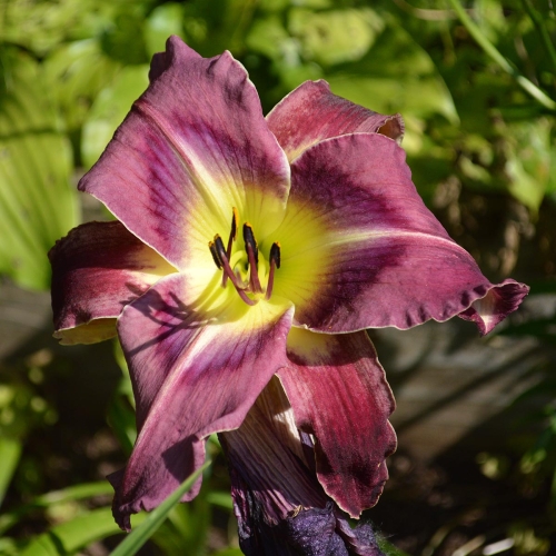 Daylily-Upgrade-1200x-DSC 1043