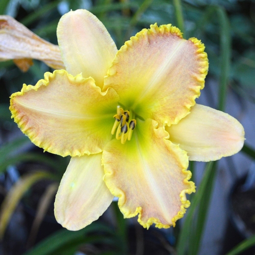Daylily-Valley-Girl-1200x-DSC 0127
