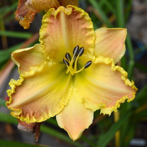 Daylily-Valley-Girl-1200x-DSC 0321