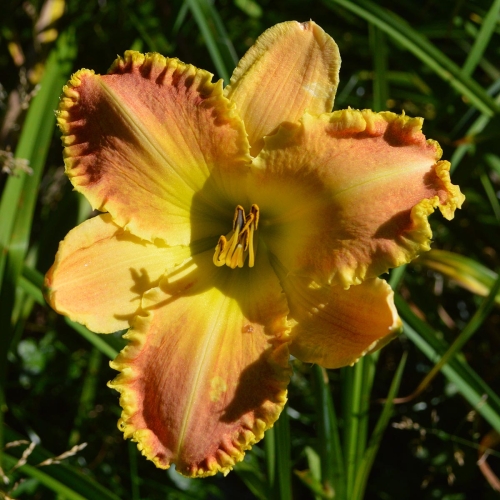 Daylily-Valley-Girl-1200x-DSC 0465