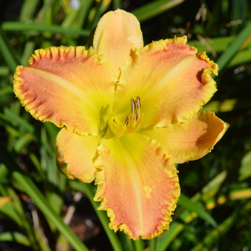 Daylily-Valley-Girl-1200x-DSC 0467