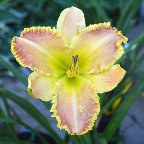 Daylily-Valley-Girl-1200x-DSC 0469
