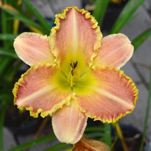 Daylily (Hemerocallis) Valley Girl