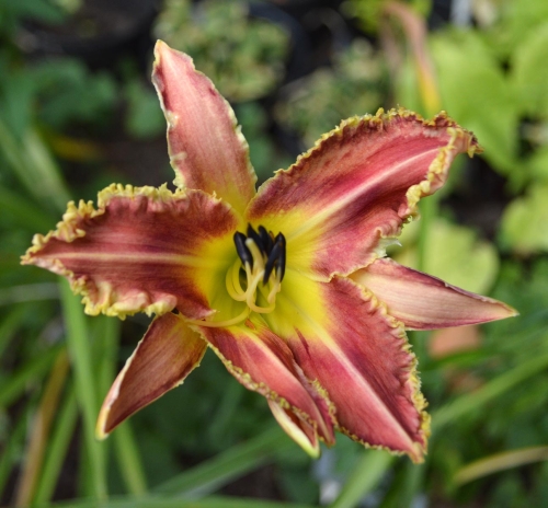 Daylily-Vampire-Fish-1200h-DSC 0318