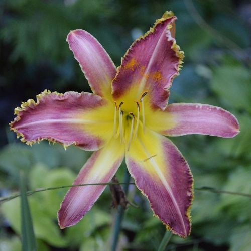 Daylily-Vampire-Fish-1200x-DSC 0073