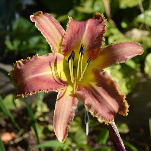 Daylily-Vampire-Fish-1200x-DSC 0217